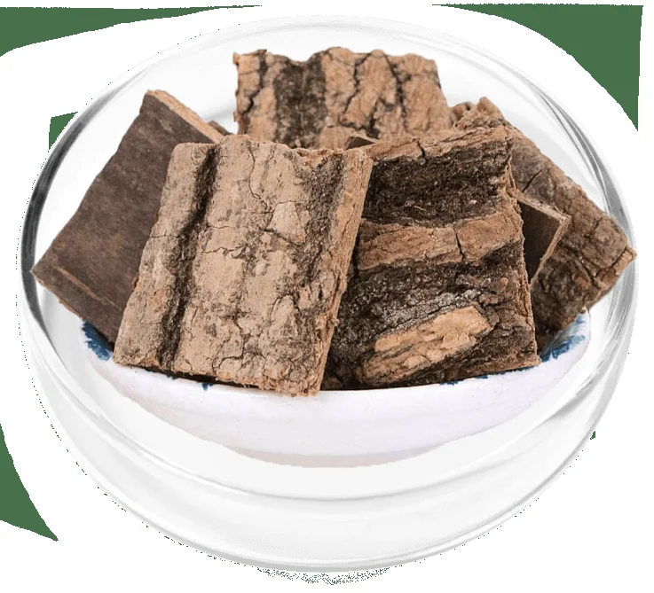 Eucommia Ulmoides for digestive and kidney support