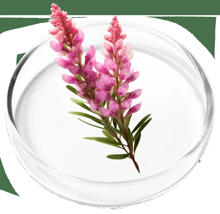 Polygala Tenuifolia for gut-brain axis support