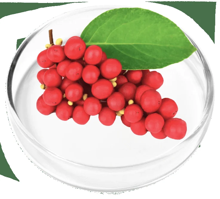 Schisandra and eucommia synergy